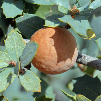 Sonoran Scrub Oak plays host to several varieties of gall wasps or gallflies of the sub-family Cynipidae. In this photo is an Oak Apple or Oak Gall (2 to 4 cm) which is also found on other species of oak. Quercus turbinella